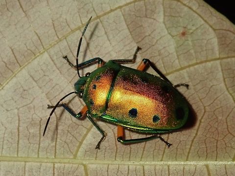 Green Jewel Bug - Scutellera sp. The goldish colour on this Jewel Bug is due to the flash used.  Without flash, it is mostly green in colour with black spots. Bug,Green Jewel Bug,Jewel Bug,Palawan,Philippines,Scutellera,Scutellera sp