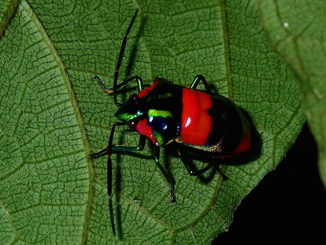 Jewel Bug - Scutellera sp. Jewel Bug, with red, green and black markings. Bug,Jewel Bug,Palawan,Philippines,Scutellera,Scutellera sp