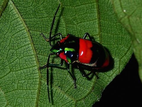 Jewel Bug - Scutellera sp. Jewel Bug, with red, green and black markings. Bug,Jewel Bug,Palawan,Philippines,Scutellera,Scutellera sp