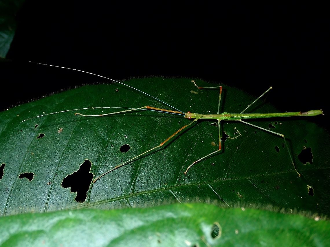 Stick Insect, Phasmid - Scionecra salmanazar Was surprised to find this species in Palawan, most likely Scionecra salmanazar.<br />
I have seen this species in Luzon and usually with Phasmids, they don&#039;t have very wide distribution especially between different islands. Palawan,Phasmatodea,Phasmid,Philippines,Scionecra salmanazar,Stick Insect