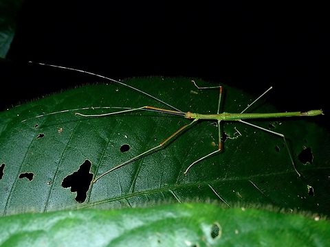 Stick Insect, Phasmid - Scionecra salmanazar Was surprised to find this species in Palawan, most likely Scionecra salmanazar.
I have seen this species in Luzon and usually with Phasmids, they don't have very wide distribution especially between different islands. Palawan,Phasmatodea,Phasmid,Philippines,Scionecra salmanazar,Stick Insect