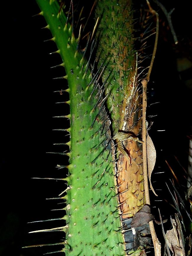 Spiny Trees Daemonorops gracilis is a spiny, evergreen, climbing palm producing a cluster of unbranched stems. <br />
The plant is harvested from the wild for its canes, which are used locally for basketry etc.<br />
<br />
The spines on the Rattan vines can be tricky and may cause cuts/bruises during hiking in tropical forest. Daemonorops gracilis,Palawan,Philippines,Plant,Rattan,Tree