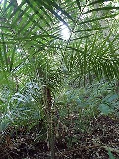 Rattan - Daemonorops gracilis  Daemonorops gracilis,Palawan,Philippines,Plant,Rattan,Tree