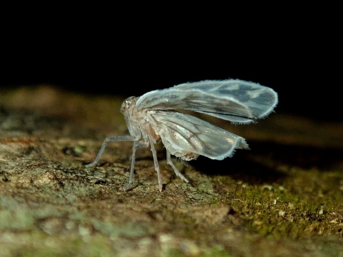 Planthopper A tiny Planthopper of less than 1 cm in size. Palawan,Philippines,Planthopper