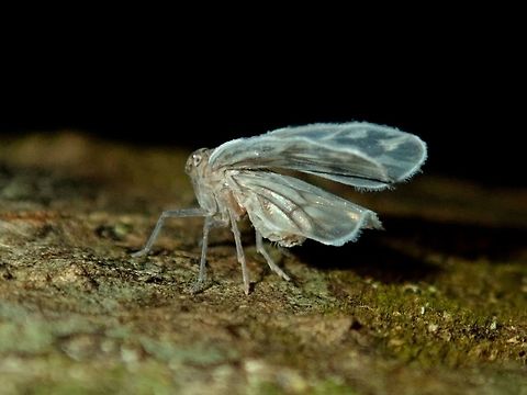 Planthopper A tiny Planthopper of less than 1 cm in size. Palawan,Philippines,Planthopper