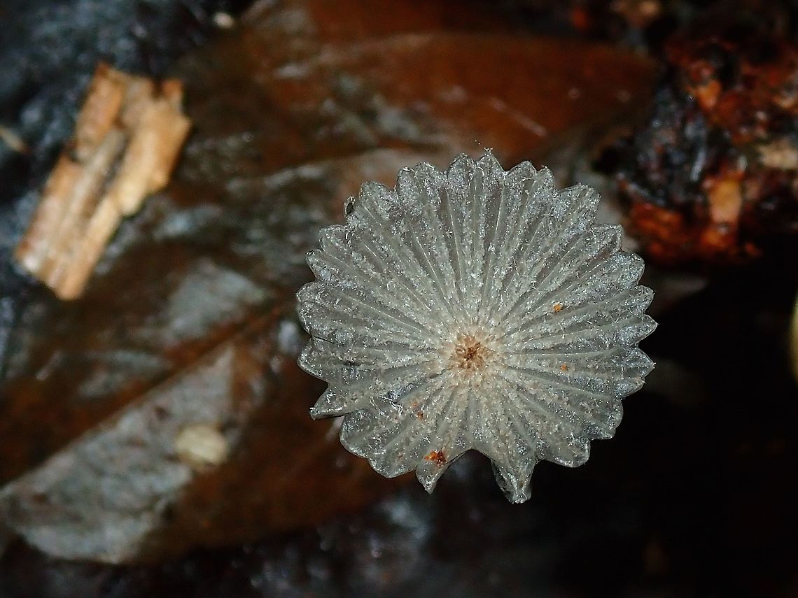 Fungi The cap of this Fungi is less than 1 cm.<br />
It is greyish silver in colour with patterns on top of its cap. Fungi,Palawan,Philippines