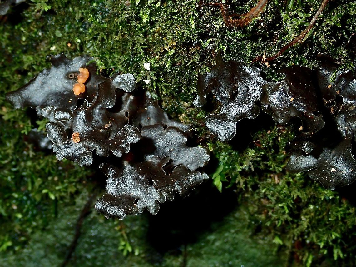 Black Fungus (?)  Fungus,Palawan,Philippines
