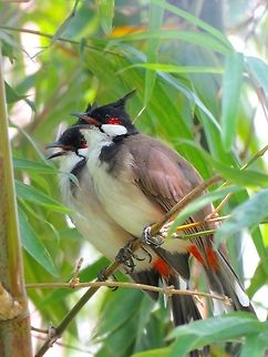Lovely Couple A pair of Red Whiskered Bulbul - Pycnonotus jocosus Bird,Macau,Pycnonotus jocosus,Red Whiskered Bulbul