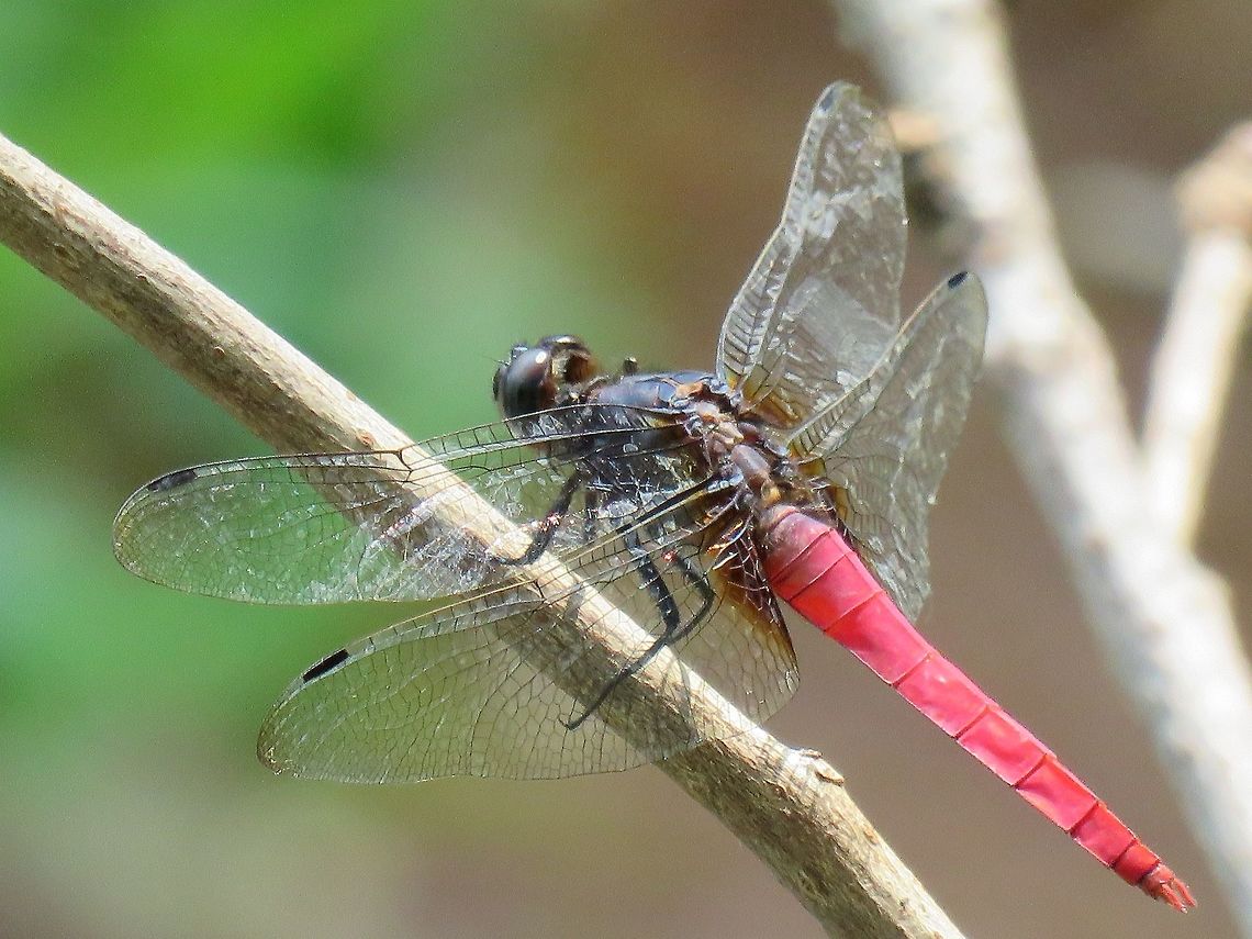 Crimson Marsh Glider - Trithemis aurora Male Crimson Marsh Glider - Trithemis aurora Crimson Marsh Glider,Dragonfly,Macao,Trithemis aurora