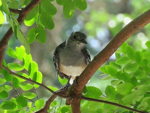Oriental Magpie-Robin - Copsychus saularis Female Oriental Magpie-Robin - Copsychus saularis Bird,Copsychus saularis,Macau,Oriental Magpie-Robin