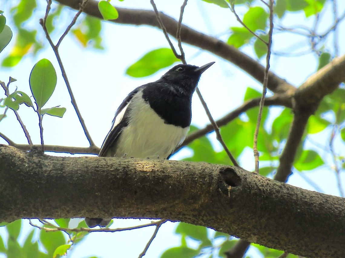 Oriental Magpie-Robin - Copsychus saularis Male Oriental Magpie-Robin - Copsychus saularis Bird,Copsychus saularis,Macau,Oriental Magpie-Robin