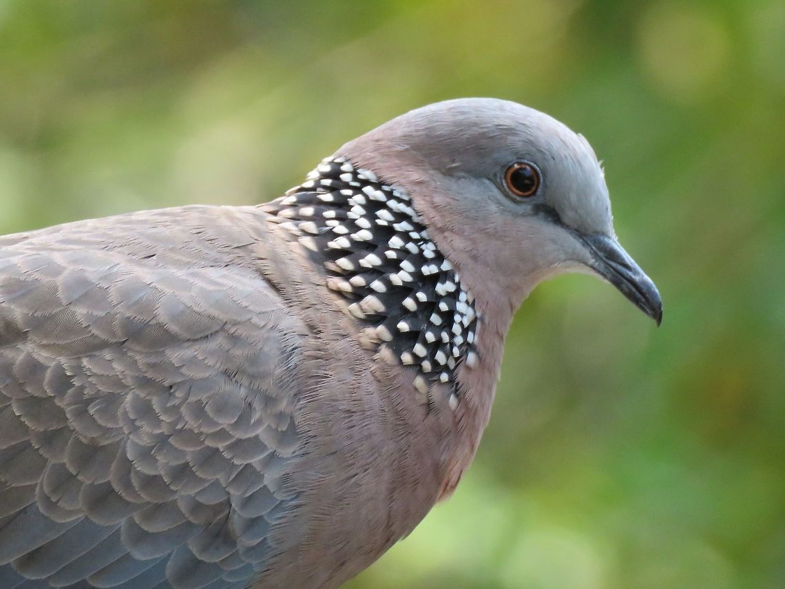 Spotted Dove - Spilopelia chinensis                                 Bird,Dove,Macau,Spilopelia chinensis,Spotted dove