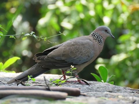 Spotted Dove - Spilopelia chinensis                                 Bird,Dove,Macau,Spilopelia chinensis,Spotted dove