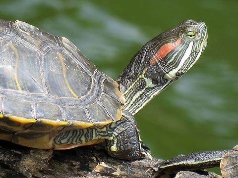 Red-Eared Slider -Trachemys scripta elegans                                 Macau,Red-eared slider,Trachemys scripta elegans,Turtle