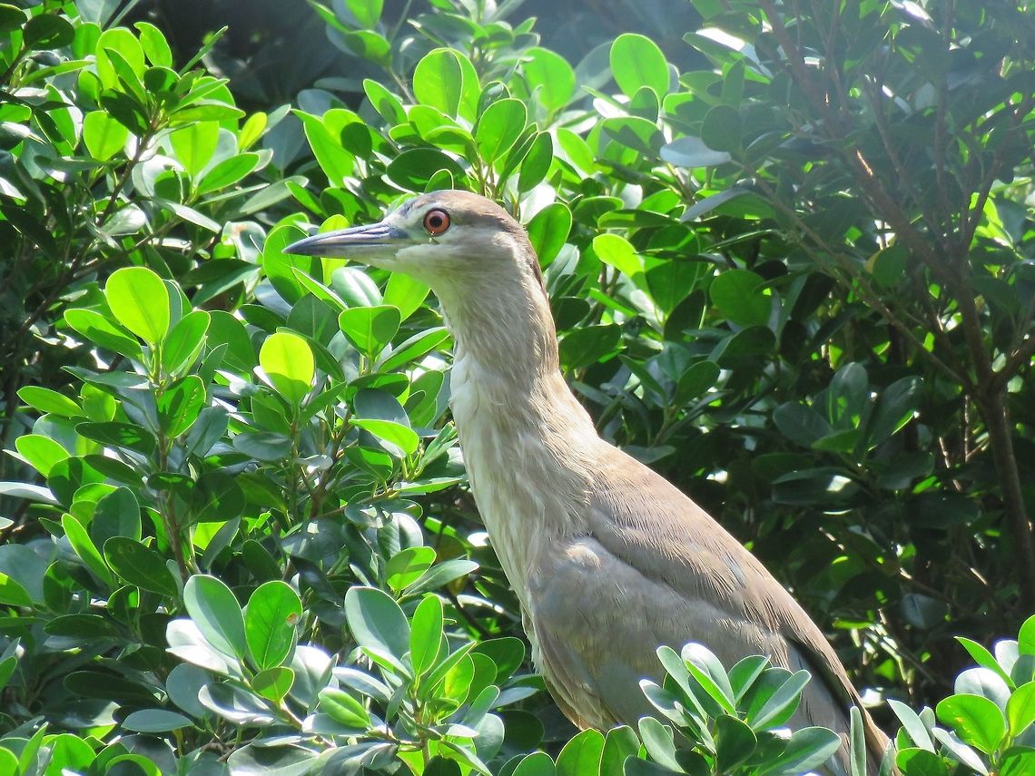 Chinese Pond Heron - Ardeola bacchus Not sure if its the correct ID, comparing it to this website :<br />
<br />
<a href="http://www.macaubiodiversity.org/ardeola-bacchus/" rel="nofollow">http://www.macaubiodiversity.org/ardeola-bacchus/</a> Ardeola bacchus,Bird,Chinese Pond Heron,Heron,Macau