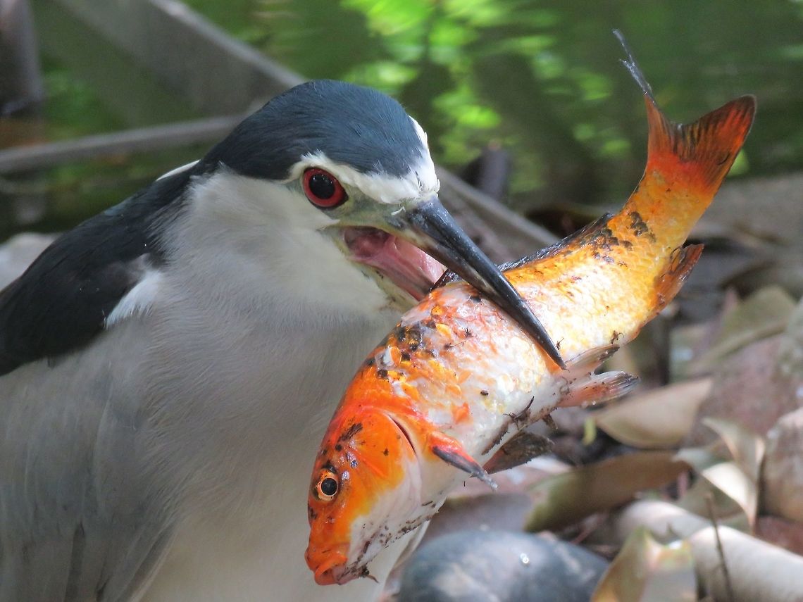 Fish for breakfast A Koi fish caught by Black-Crowned Night Heron - Nycticorax nycticorax for breakfast. Bird,Black-Crowned Night Heron,Heron,Hong Kong,Nycticorax nycticorax
