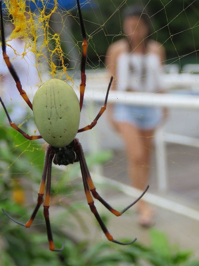 I got distracted! Came across this large Spider (female) at the garden of the Resort I was staying at.<br />
It was an impressive size or with body length of around 2.5 cm. Fiji,Nephila,Nephila tetragnathoides,Spider,Tongan Giant Spider