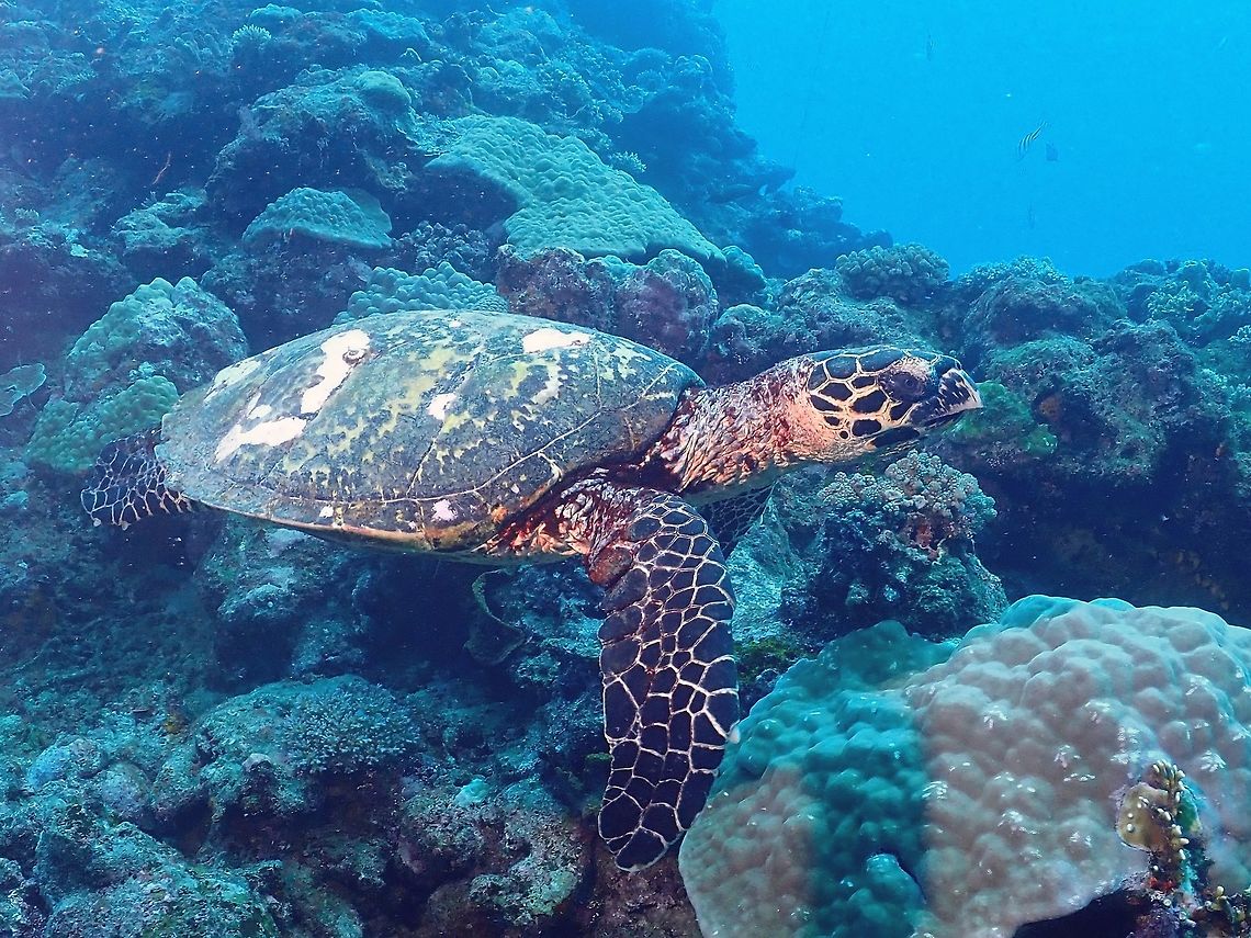 Hawksbill Turtle Saw this Hawksbill Turtle came to the surface as we were gearing up for a dive and see it again during the dive.<br />
The Divemaster was very excited pointing it to me as I later realised, they don't often see Turtles regularly due to the low numbers of them in Fiji.  There are lots of Sharks in Fiji including Tiger and Bull Sharks and Turtles are a favourtie food of the Tiger Sharks! Eretmochelys imbricata,Fiji,Hawksbill Sea Turtle,Hawksbill Turtle,Turtle