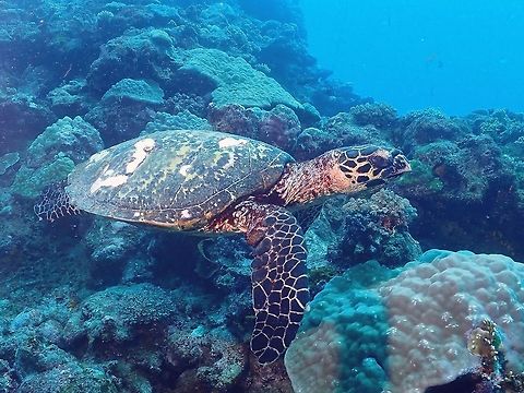 Hawksbill Turtle Saw this Hawksbill Turtle came to the surface as we were gearing up for a dive and see it again during the dive.
The Divemaster was very excited pointing it to me as I later realised, they don't often see Turtles regularly due to the low numbers of them in Fiji.  There are lots of Sharks in Fiji including Tiger and Bull Sharks and Turtles are a favourtie food of the Tiger Sharks! Eretmochelys imbricata,Fiji,Hawksbill Sea Turtle,Hawksbill Turtle,Turtle