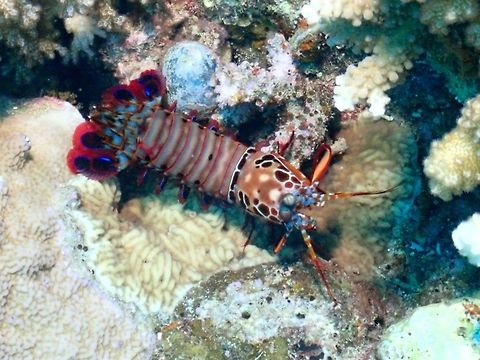 Peacock Mantis Shrimp - Odontodactylus scyllarus  Fiji,Mantis Shrimp,Odontodactylus scyllarus,Peacock Mantis Shrimp,Shrimp