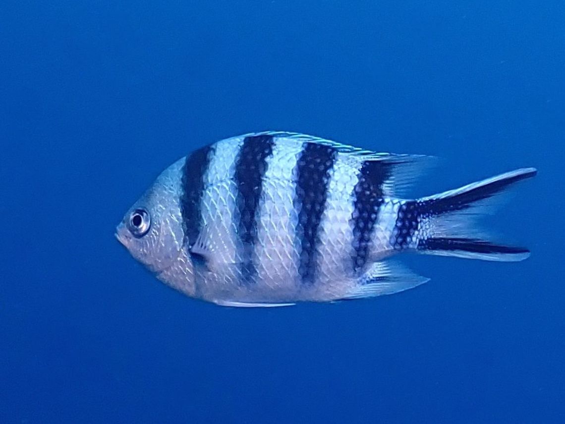 Scissortail Seageant - Abudefduf sexfasciatus  Abudefduf sexfasciatus,Damselfish,Fiji,Fish,Scissortail sergeant
