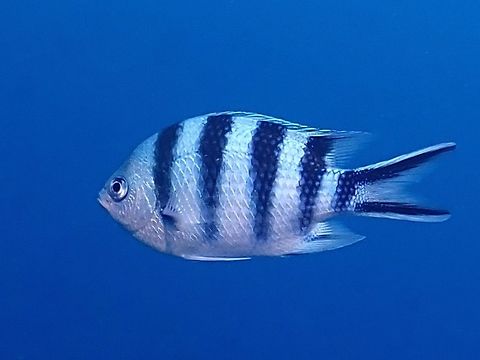 Scissortail Seageant - Abudefduf sexfasciatus  Abudefduf sexfasciatus,Damselfish,Fiji,Fish,Scissortail sergeant