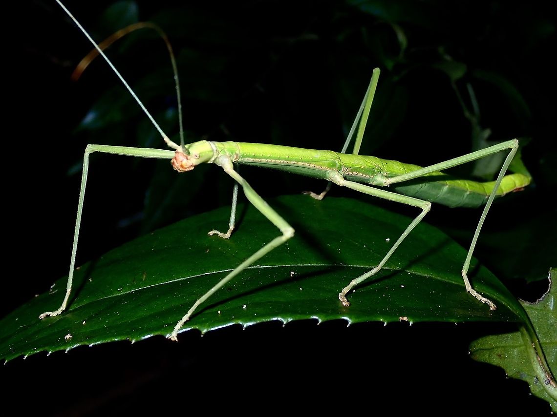 Paramenexenus balteatus, Hongkong  Paramenexenus balteatus