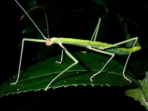 Paramenexenus balteatus, Hongkong  Paramenexenus balteatus