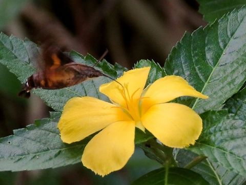 Hummingbird Hawkmoth - Macroglossum insipida This Hummingbird Hawkmoth - Macroglossum insipida are very fast and hovers over a flower very briefly, probably up to 2 seconds and zoom off to the next flower.  After a few failed attempts, I had to take a chance and just select a flower and focus on it hoping they will come and feed from it.  Not the best of shots, early morning, low light and I was waiting for more than an hour for to get some shots.      Hawkmoth,Hong Kong,Hummingbird Hawkmoth,Macroglossum insipida,Moth