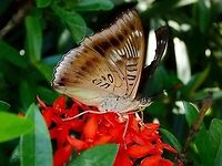 Butterfly Butterfly seen at Kowloon Park Butterfly,Euthalia phemius,Hong Kong,White-edged Blue Baron