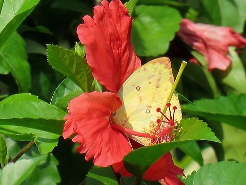Butterfly Three Spotted Grass Yellow Butterfly seen at Kowloon Park Butterfly,Eurema blanda,Hong Kong,Three Spotted Grass Yellow,Three-Spot Grass Yellow