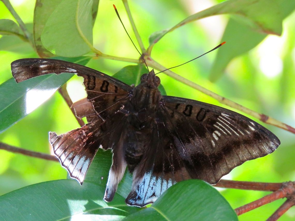 Battered Wings Despite damaged wings, this butterfly was still able to fly.<br />
<br />
This is the same butterfly with this observation :<br />
<br />
<figure class="photo"><a href="https://www.jungledragon.com/image/66861/butterfly.html" title="Butterfly"><img src="https://s3.amazonaws.com/media.jungledragon.com/images/2994/66861_thumb.jpg?AWSAccessKeyId=05GMT0V3GWVNE7GGM1R2&Expires=1759968010&Signature=IzZTc1QNXUd%2BOZBSeXtpMKD%2BYpg%3D" width="200" height="152" alt="Butterfly Butterfly seen at Kowloon Park Butterfly,Euthalia phemius,Hong Kong,White-edged Blue Baron" /></a></figure> Butterfly,Euthalia phemius,Hong Kong,White-edged Blue Baron