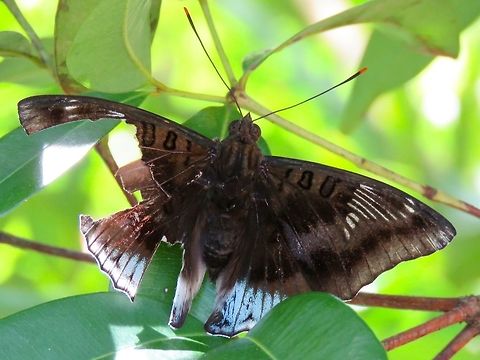 Battered Wings Despite damaged wings, this butterfly was still able to fly.

This is the same butterfly with this observation :

https://www.jungledragon.com/image/66861/butterfly.html Butterfly,Euthalia phemius,Hong Kong,White-edged Blue Baron