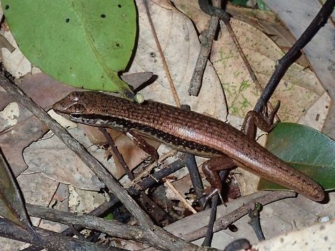I lost my Tail This Skink - Eutropis longicaudata lost its tail and already growing a new one back. Eutropis longicaudata,Hong Kong,Skink