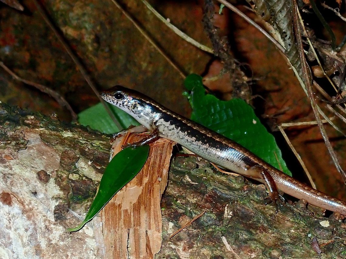 Shiny Scales This Skink - Eutropis longicaudata has very reflective scales. Eutropis longicaudata,Hong Kong,Skink