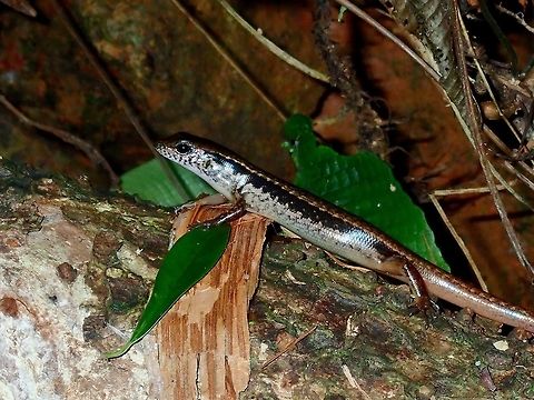 Shiny Scales This Skink - Eutropis longicaudata has very reflective scales. Eutropis longicaudata,Hong Kong,Skink