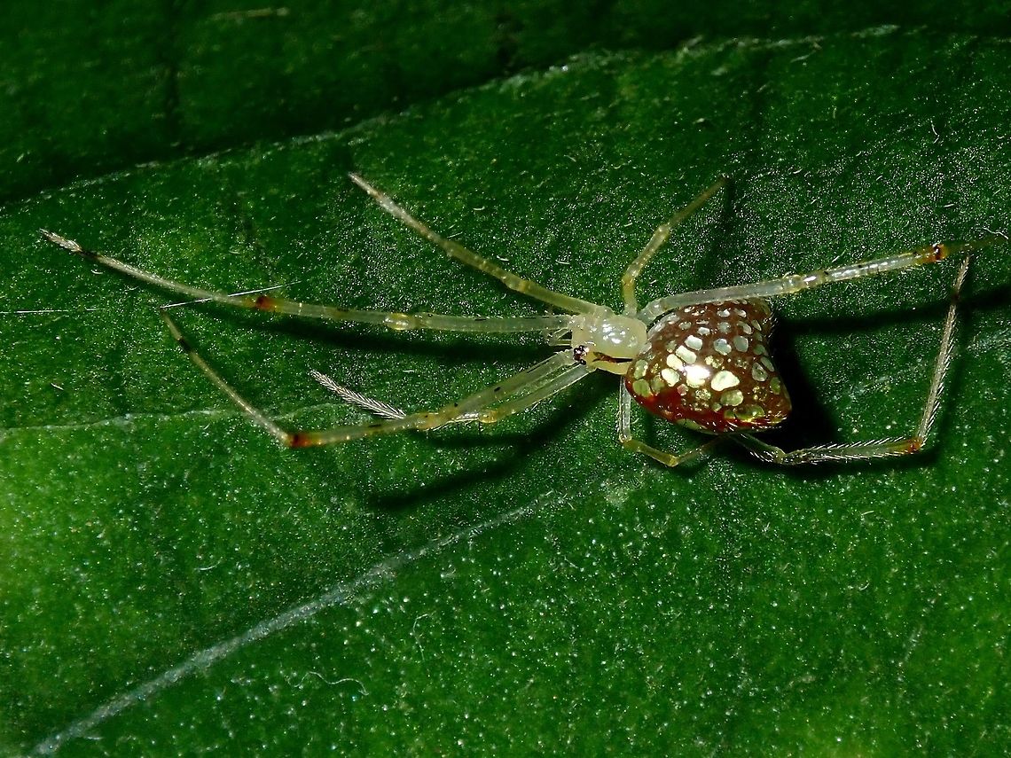 Jewelry Spider - Thwaitesia margaritifera I have been wanting to see this beautiful Spider after seeing other posts from Singapore and Australia and was taken by surprise to find one in Hong Kong.<br />
<br />
The species known from Australia is Thwaitesia argentiopunctata.<br />
<br />
This spider is very small in size, around 4-5 mm in size. They are called mirror or sequined spiders, which features reflective silvery patches on their abdomen. The scales look like solid pieces of mirror glued to the spider&rsquo;s back, but they can actually change size depending on how threatened the spider feels. The reflective scales are composed of reflective guanine, which these and other spiders use to give themselves color. Hong Kong,Mirror Spider,Spider,Thwaitesia,Thwaitesia margaritifera,Thwaitesia sp