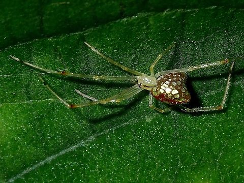 Thwaitesia margaritifera