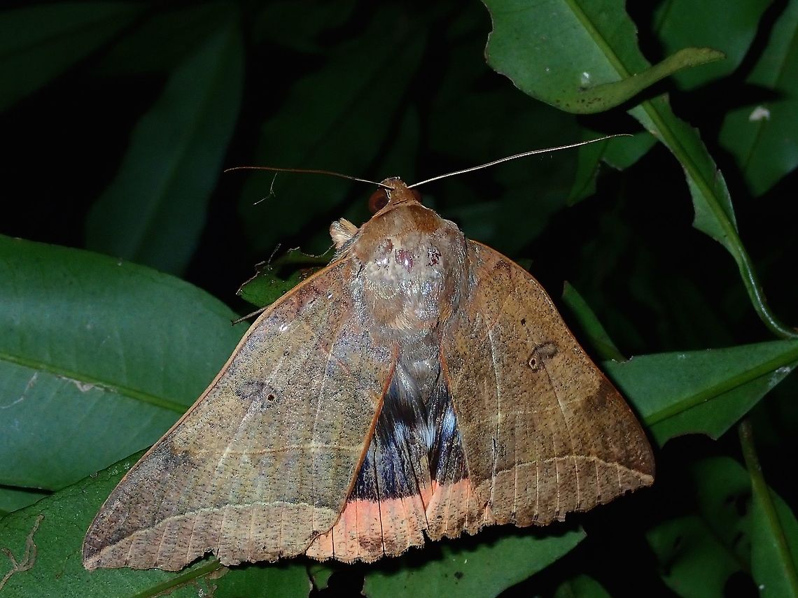 Erebid Moth - Thyas juno Saw this Moth during a night walk. Hong Kong,Moth,Thyas juno
