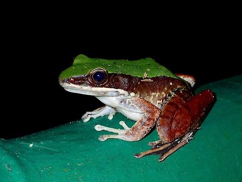 Green Cascade Frog - Rana/Odorrana livida This was a huge sized Green Cascade Frog - Rana/Odorrana livida, resting on the railing along the trail. Frog,Green Cascade Frog,Green Mountain Frog,Hong Kong,Odorrana livida