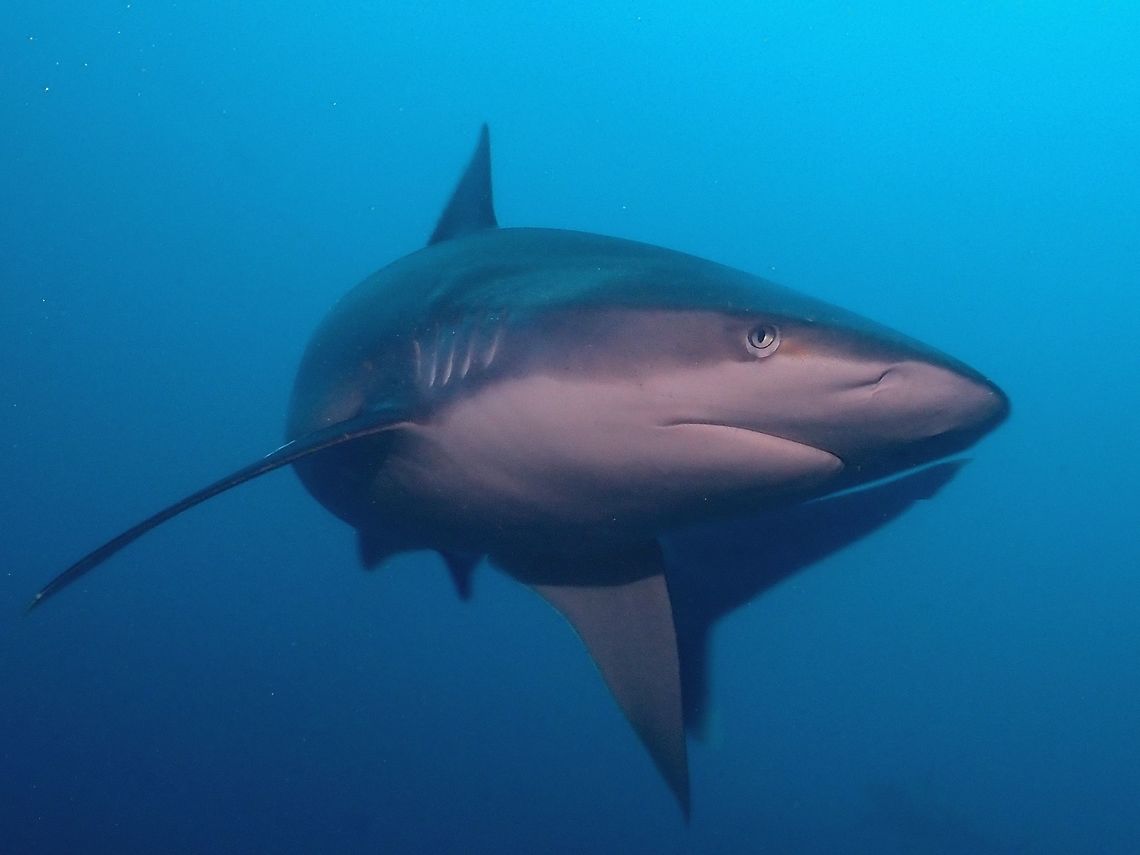 Looking at you! Love the way this Silver Tip Sharks will swim confidently and directly to divers allowing close-up encounters.  Carcharhinus albimarginatus,Fiji,Shark,Silver Tip Shark,Silvertip Shark