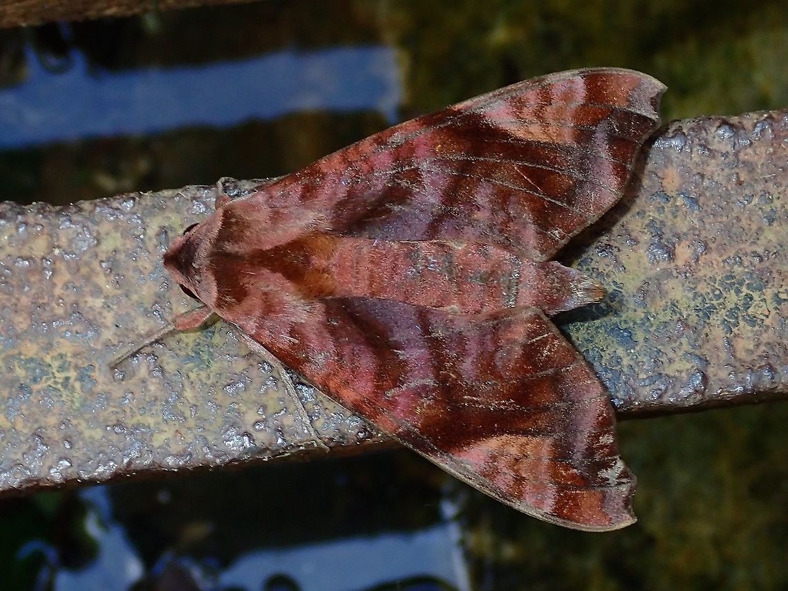 Hawkmoth - Acosmeryx castanea  Acosmeryx castanea,Hawkmoth,Hong Kong,Moth