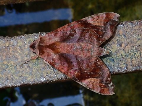 Hawkmoth - Acosmeryx castanea  Acosmeryx castanea,Hawkmoth,Hong Kong,Moth