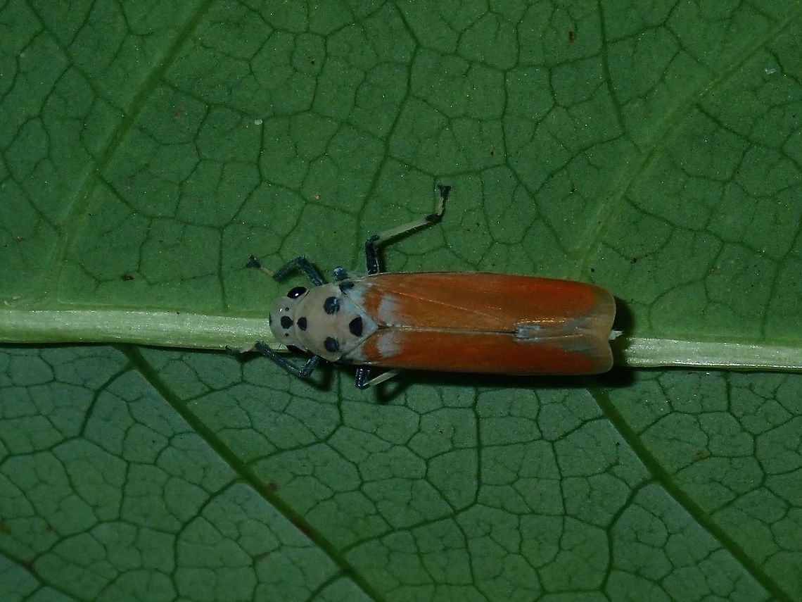 Black-Tipped Leafhopper - Bothrogonia ferruginea  Black-Tipped Leafhopper,Bothrogonia ferruginea,Hong Kong,Large Brown Leafhopper,Leafhopper