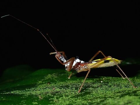Assassin Bug  Assassin Bug,Bug,Hong Kong,Reduviidae,Sycanus croceus