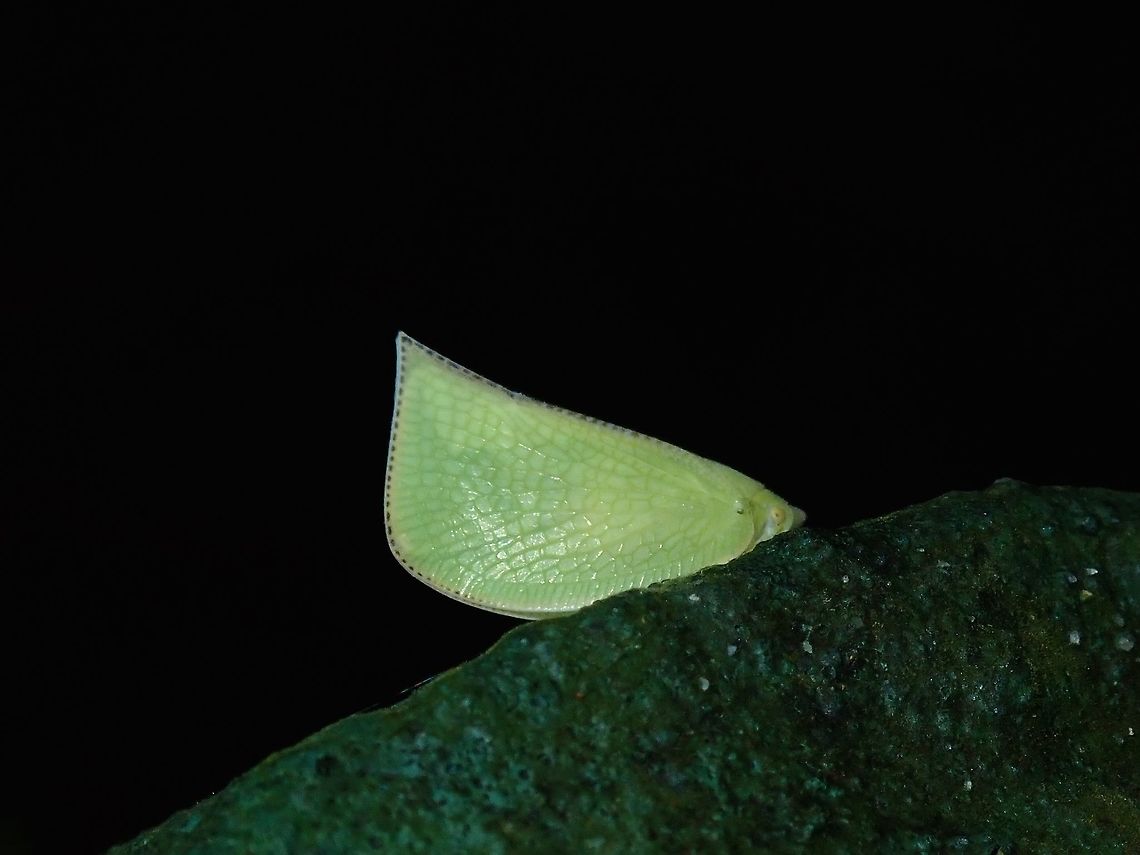 Flatid Planthopper - Lawana imitata  Flatid Planthopper,Hong Kong,Hopper,Lawana imitata,Planthopper