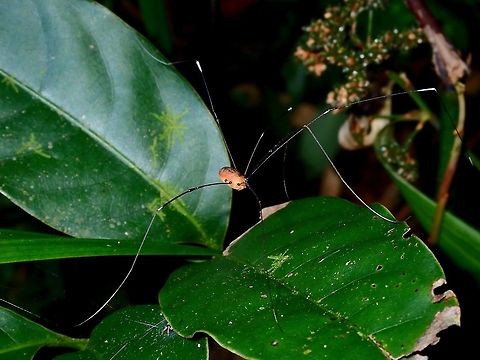 Daddy's Long Legs - Harvestman Small Harvestman with orangish body. Daddy's Long Legs,Harvestman,Hong Kong
