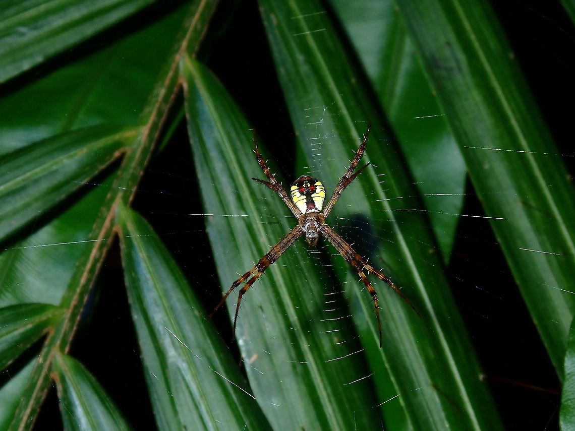Spider  Argiope perforata,Hong Kong,Spider