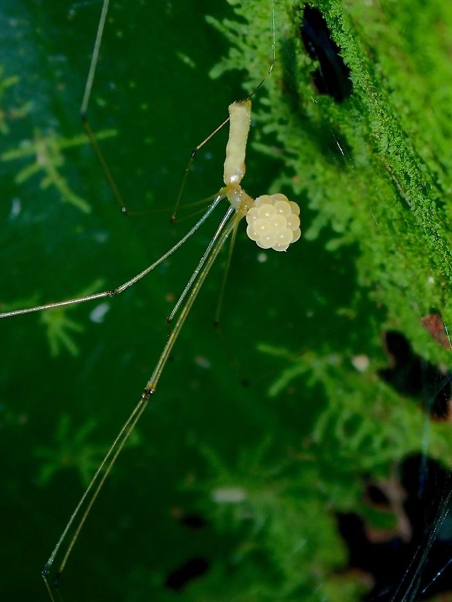 Spider with Eggs - Pholcus sp This Spider is carrying her eggs. Hong Kong,Pholcus,Pholcus sp,Spider
