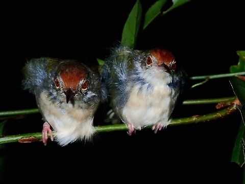 Angry Birds A pair of upset Birds, not happy being woken up during a night walk. Bird,Common Tailorbird,Hong Kong,Orthotomus sutorius